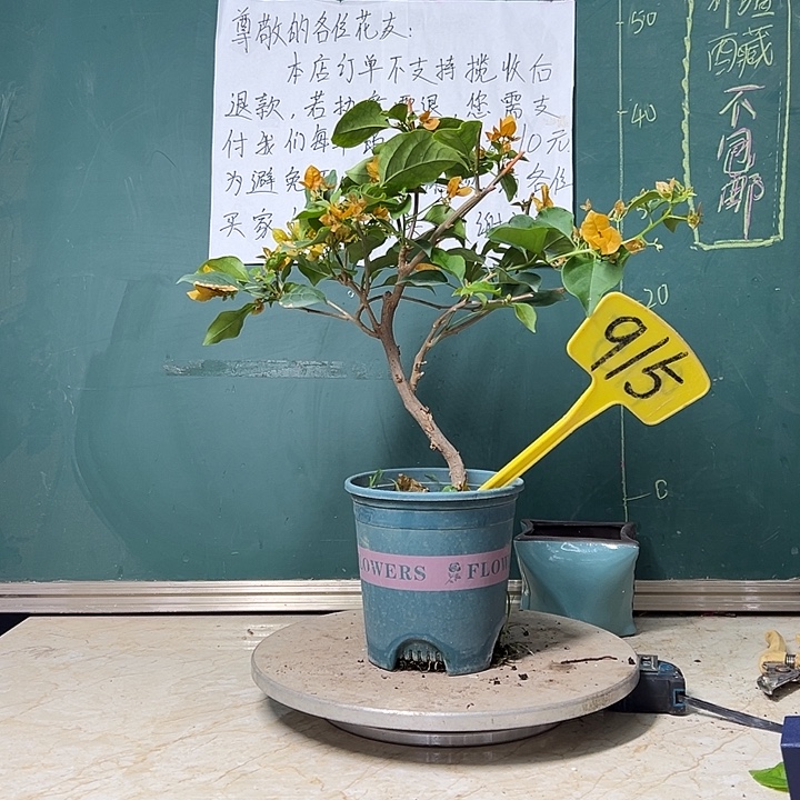 完全开放造型 柠檬黄 有破皮 915