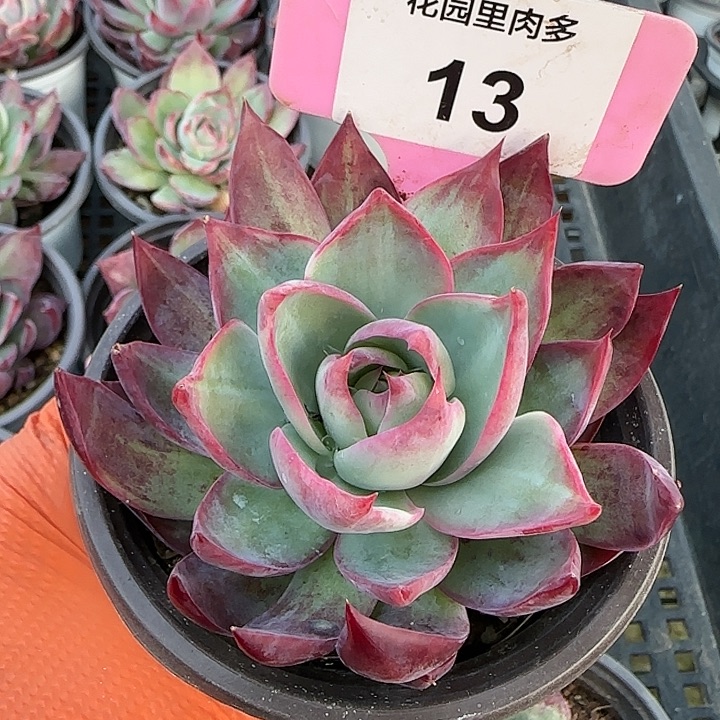 13 惊鸿仙子多肉植物6-9cm