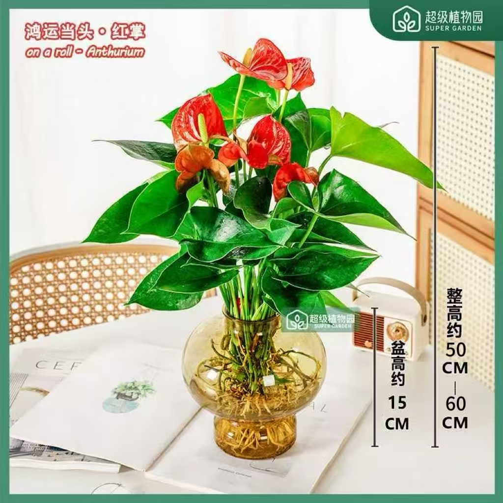 【带花发货】水培红掌室内花卉盆栽客厅四季开花绿植两株苗50-60cm