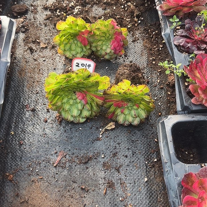 木***磊4颗小苗多肉植物2014