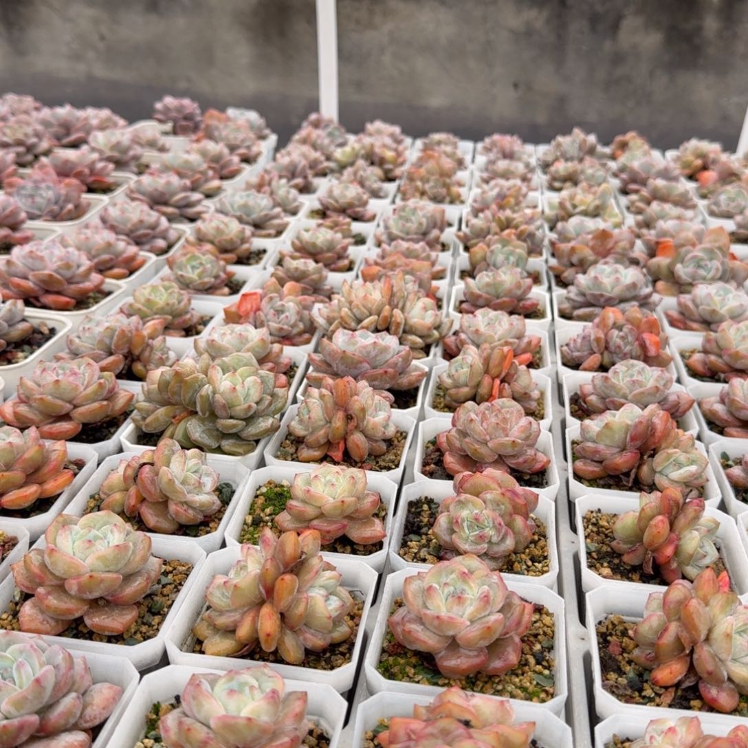 叶插苗改革和加快