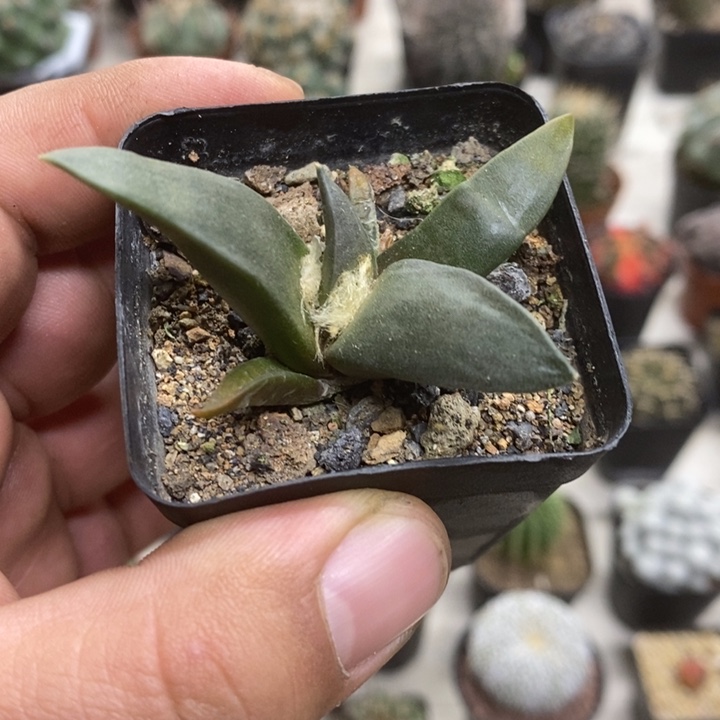 实生岩牡丹特价福利