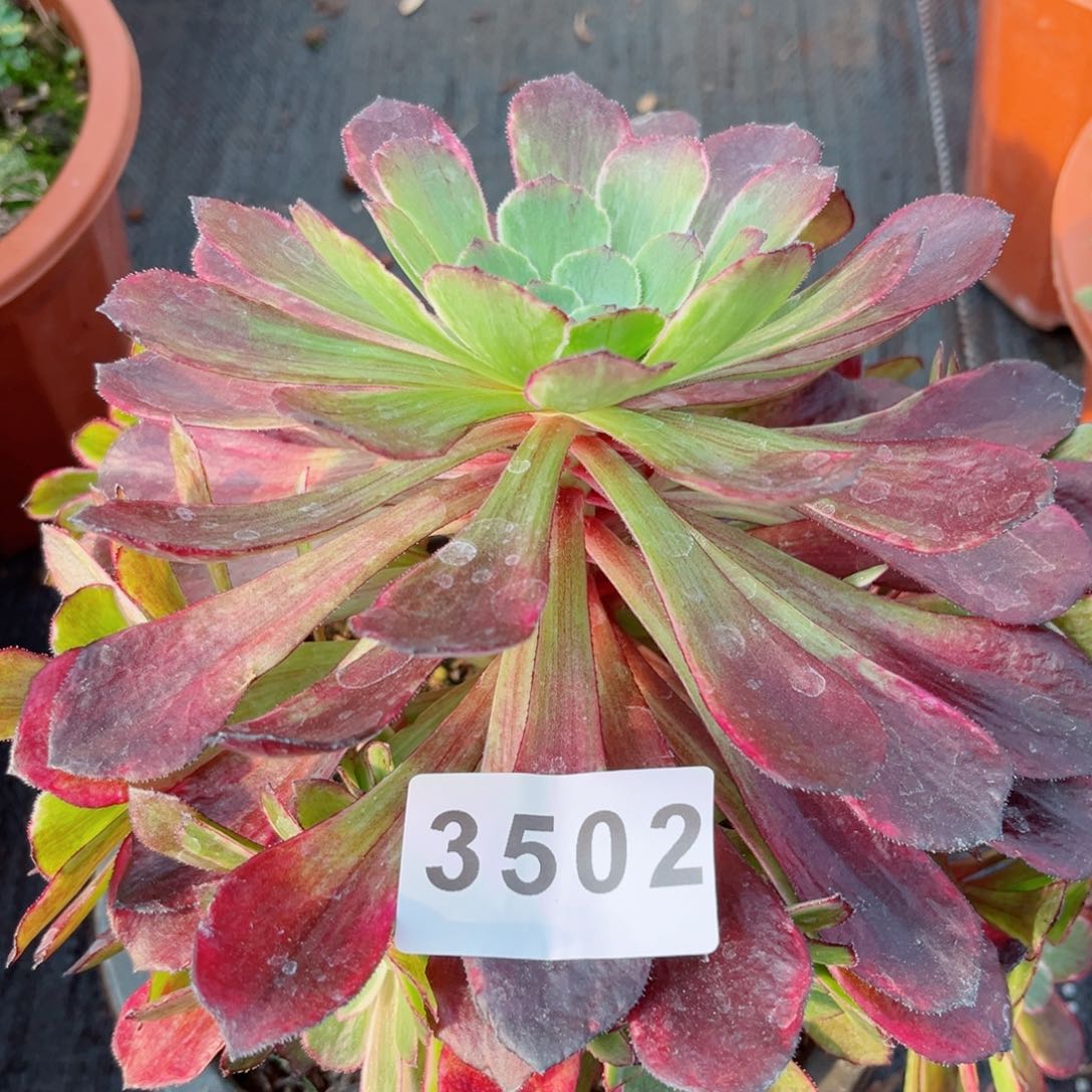 紫浪多肉发货发货