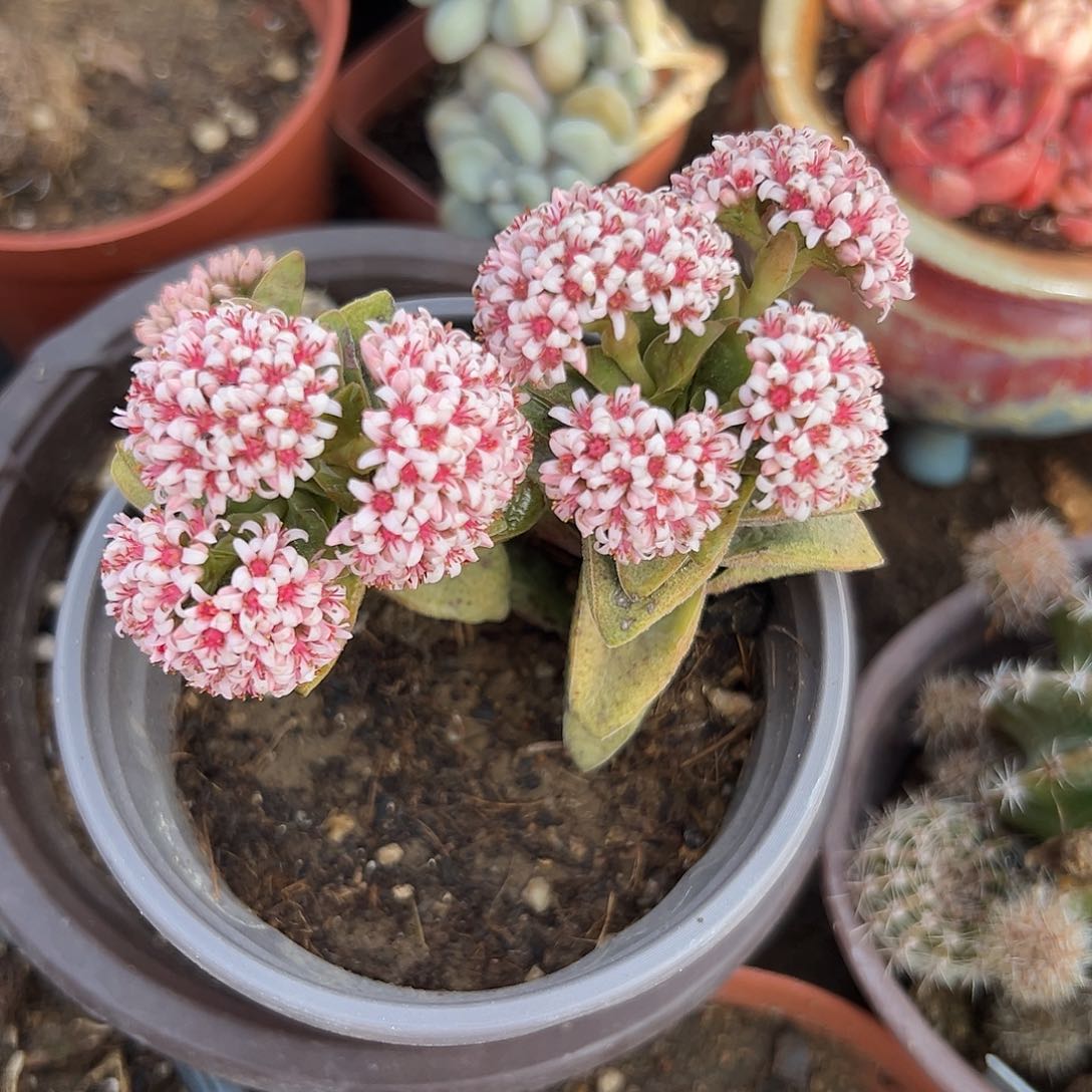 多肉植物神童开花