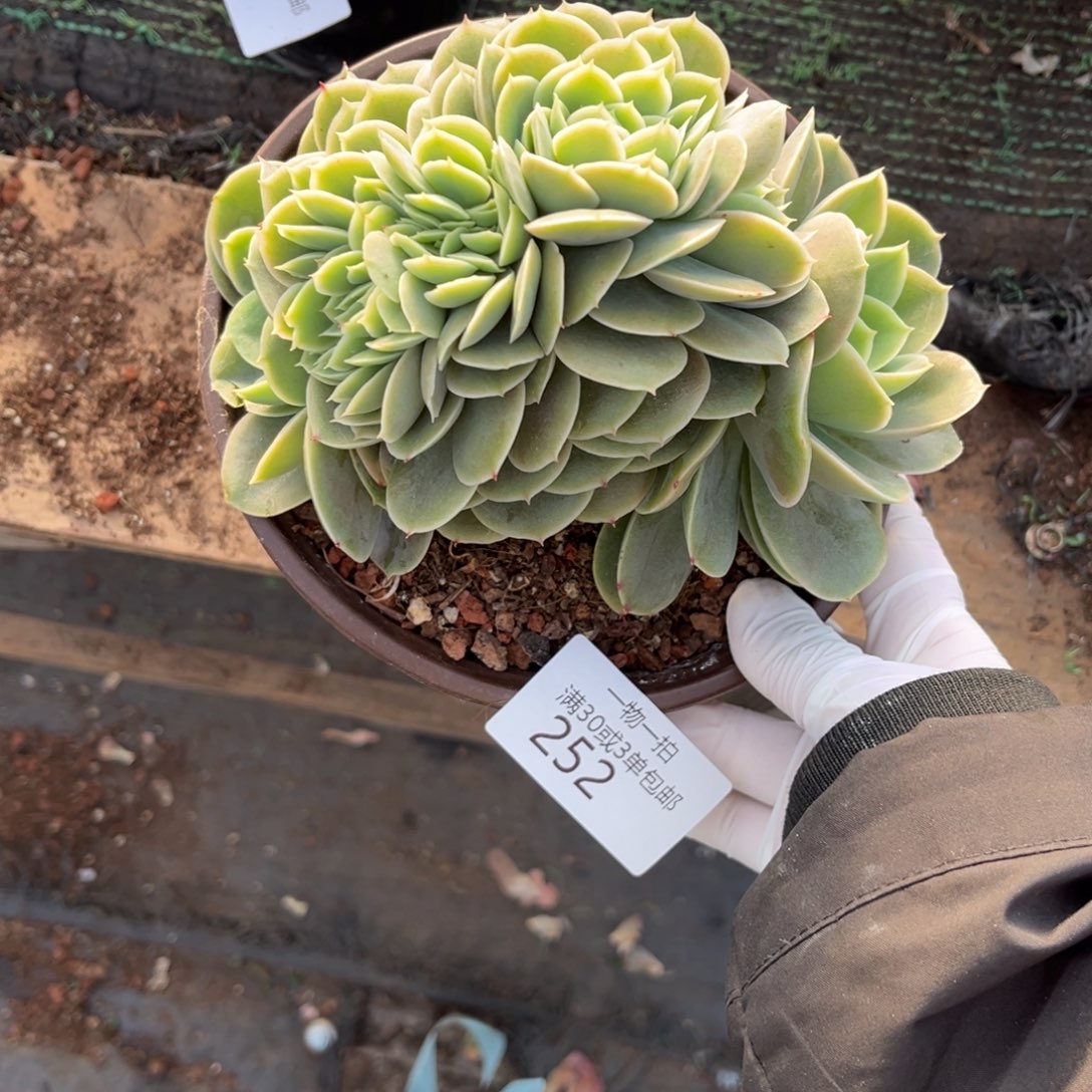 252星娜塔缀多肉植物……