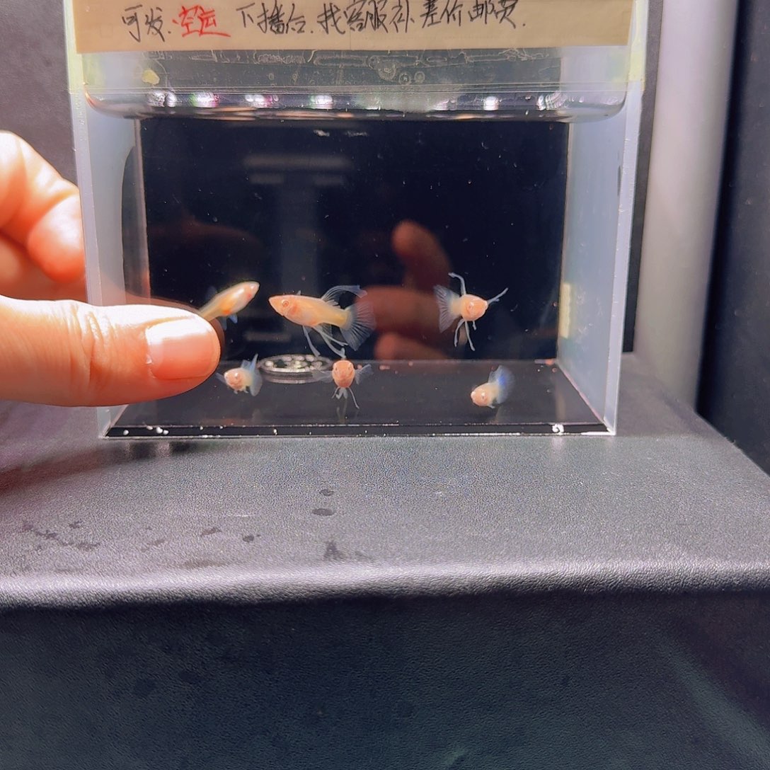 孔雀鱼天空蓝练手6条