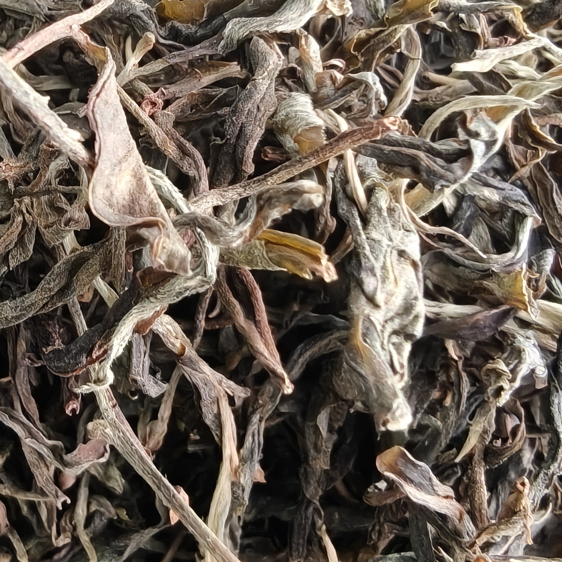 2023年梅子箐森林古树生茶100g