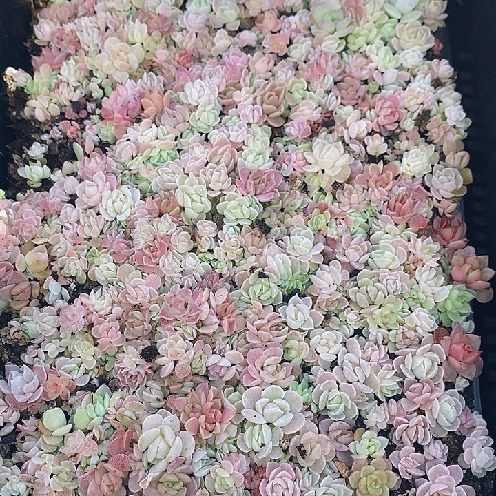 39 多肉植物盆栽花卉植物