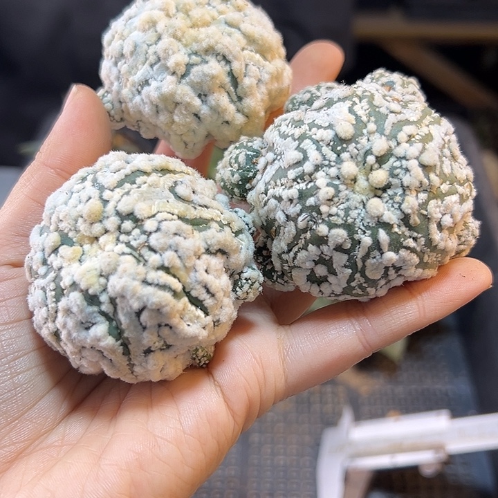 花园兜无根平切小木心5公分