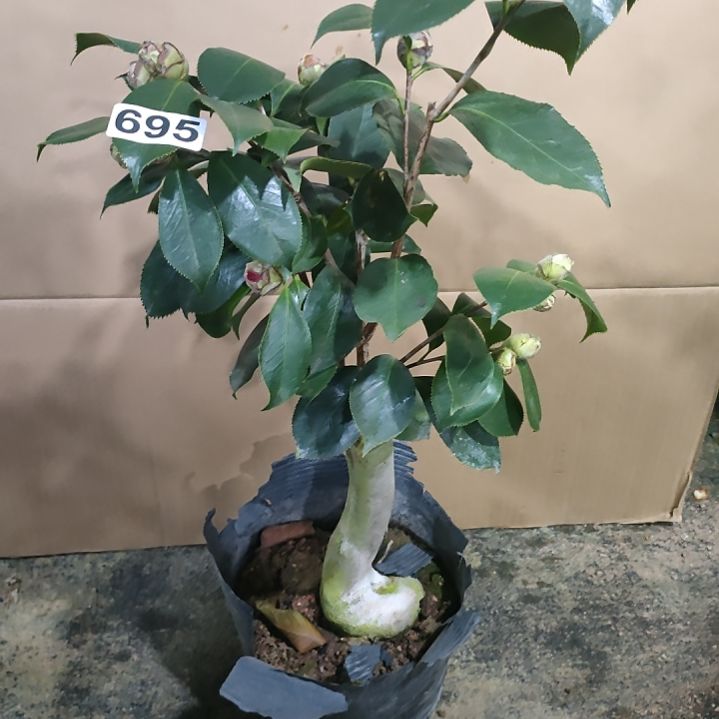 695超赛，不知名，原盆原土发货