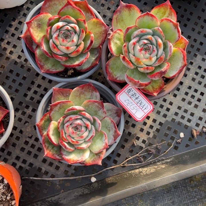 我****惊鸿仙子多肉九厘米盆一组3个