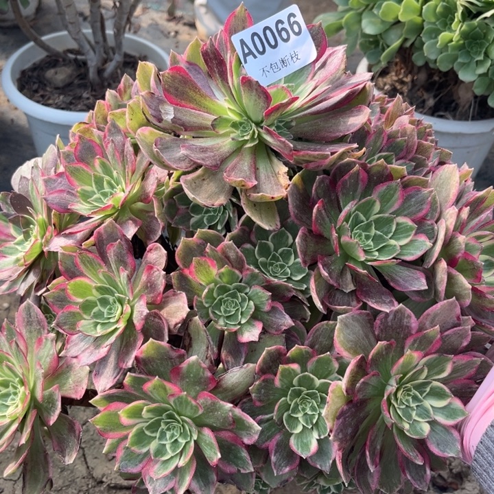 066水蜜桃多肉法师不包断枝