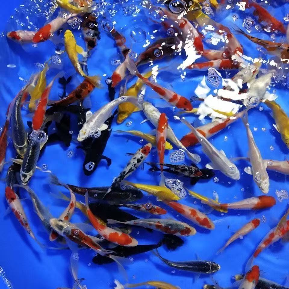 【大号】包邮精品血统锦鲤1条好养耐活观赏鱼