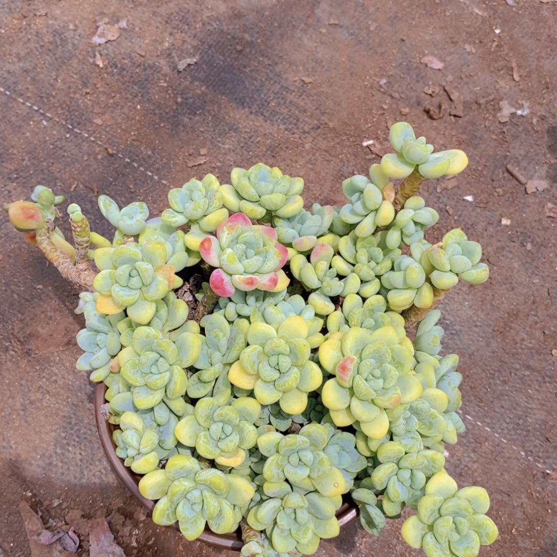 香香劳尔 多头多群生老桩