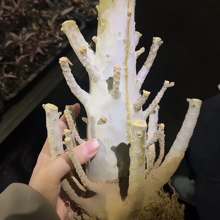 巨流桑多肉植物多肉