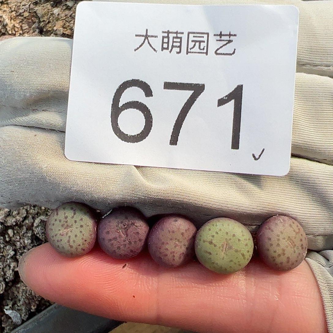 0000671量拍1424.2芒果蛋蛋5颗
