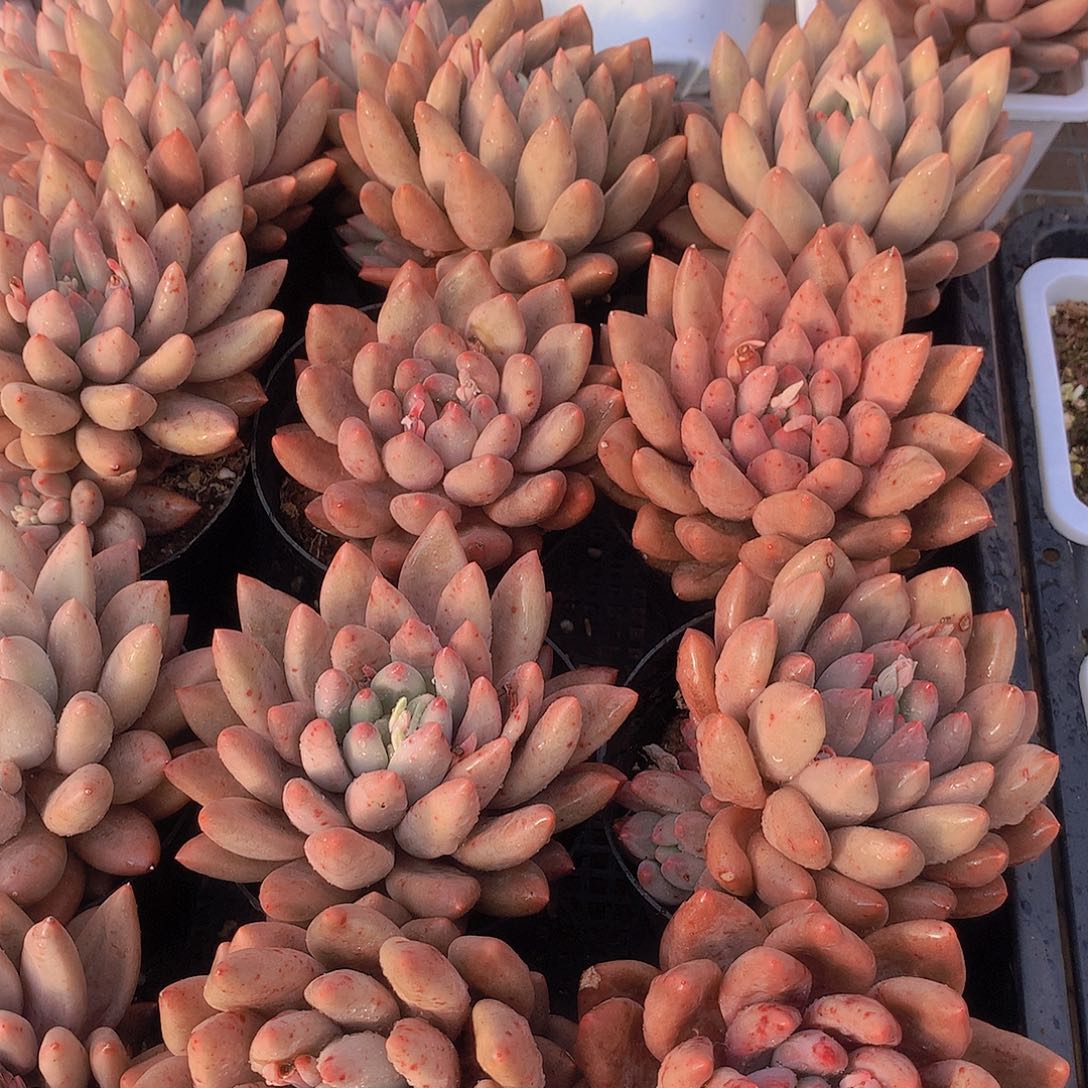 红蜻蜓捡漏245678990000