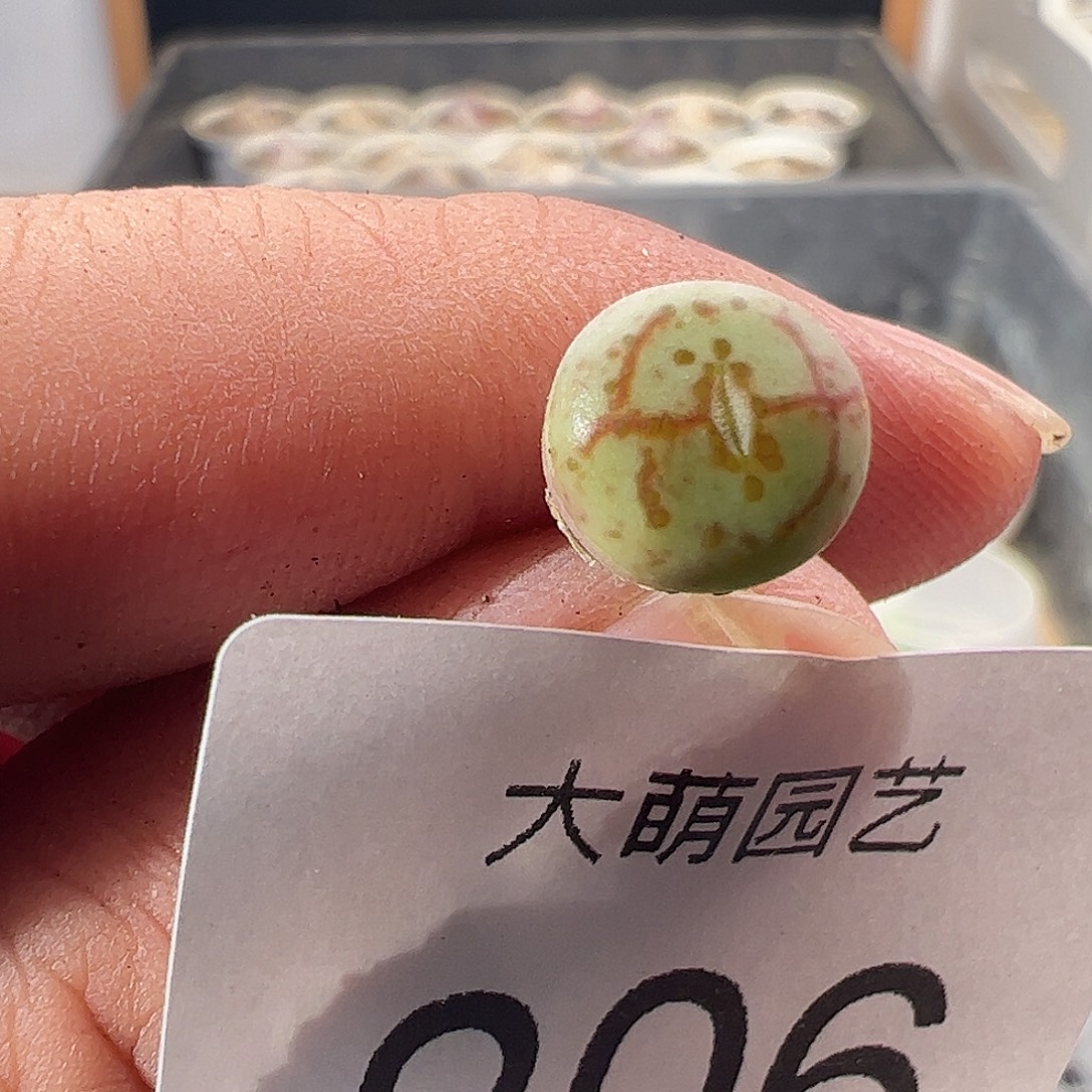 一物一拍。      206