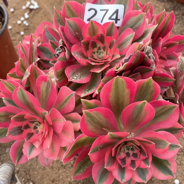 274多肉植物粉女巫