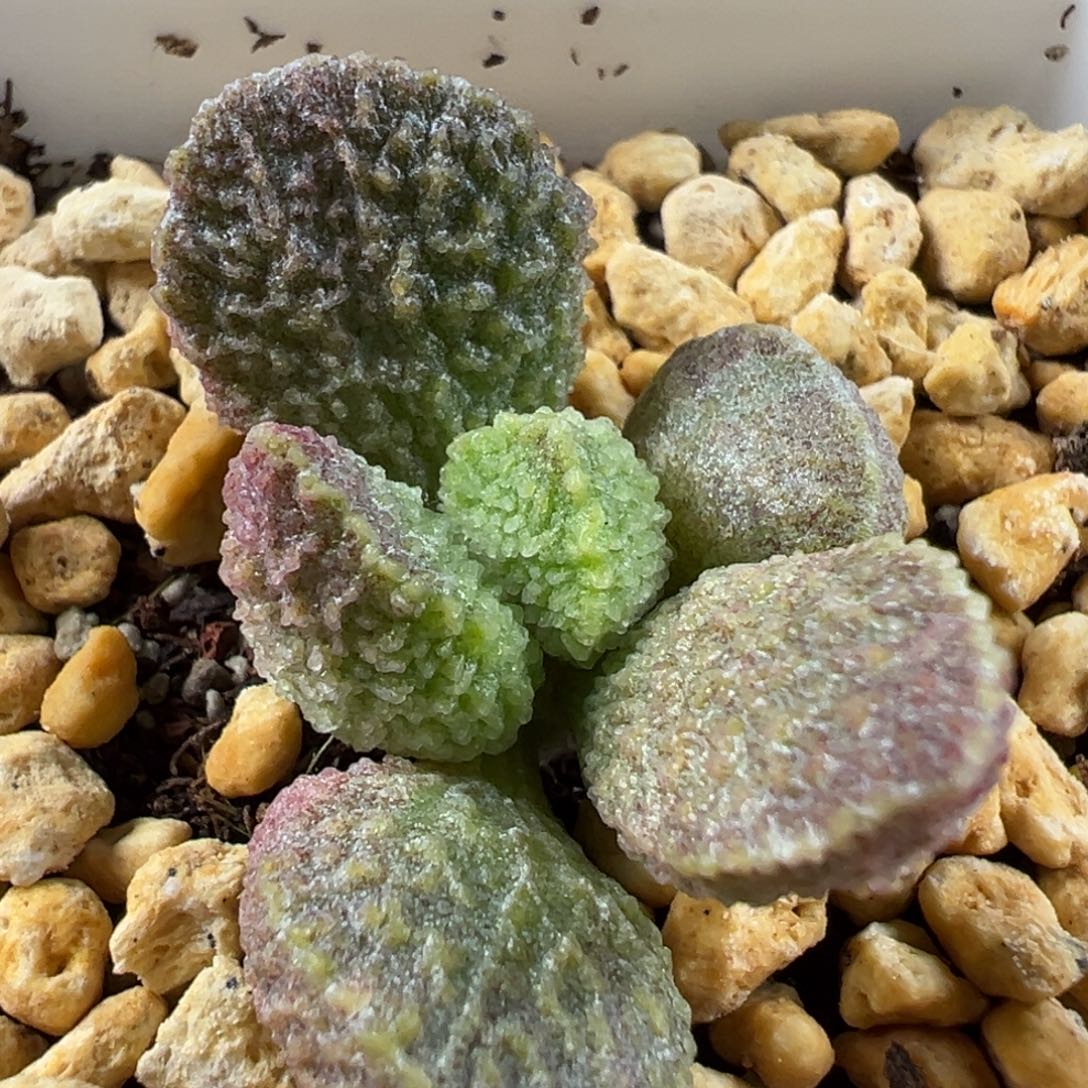 实生新品多肉植物水泡实生新品