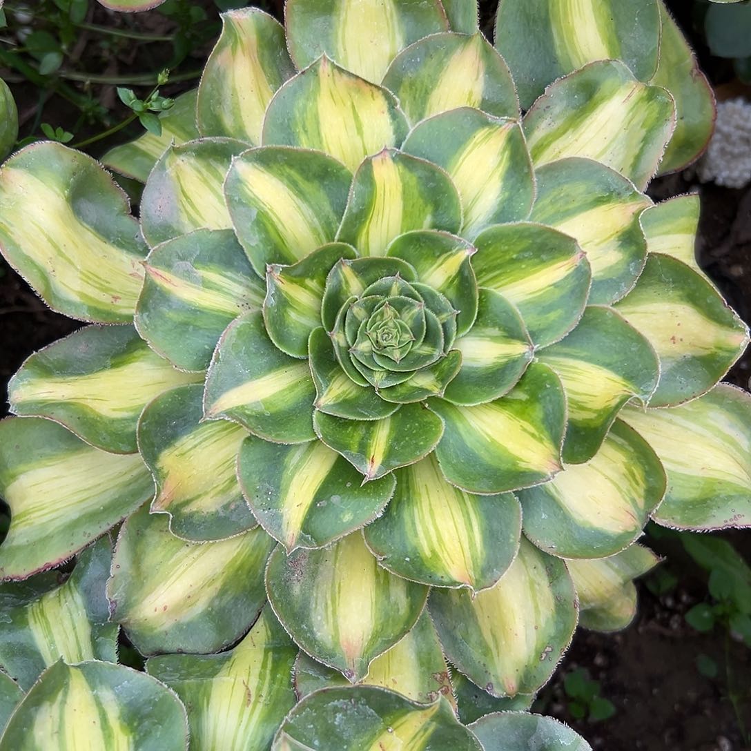 多肉植物多肉植物