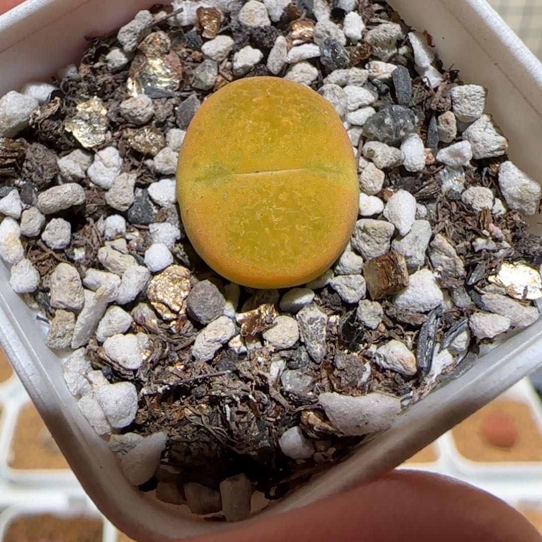 肉锥多肉植物组合-1145