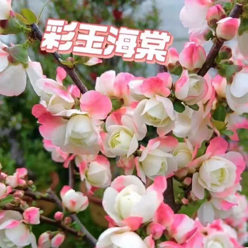 彩玉海棠花新品种变色重瓣海棠盆栽树苗老桩盆景庭院阳台四季耐寒