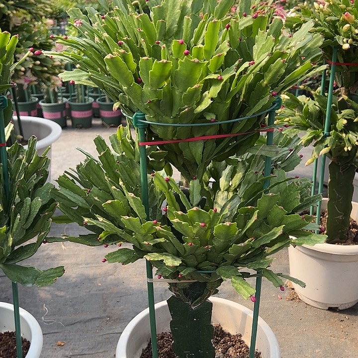 两层玫红蟹爪兰6737