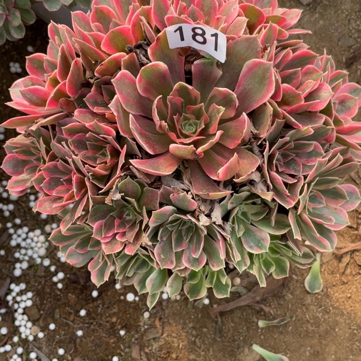 无花朵181多肉植物女妖