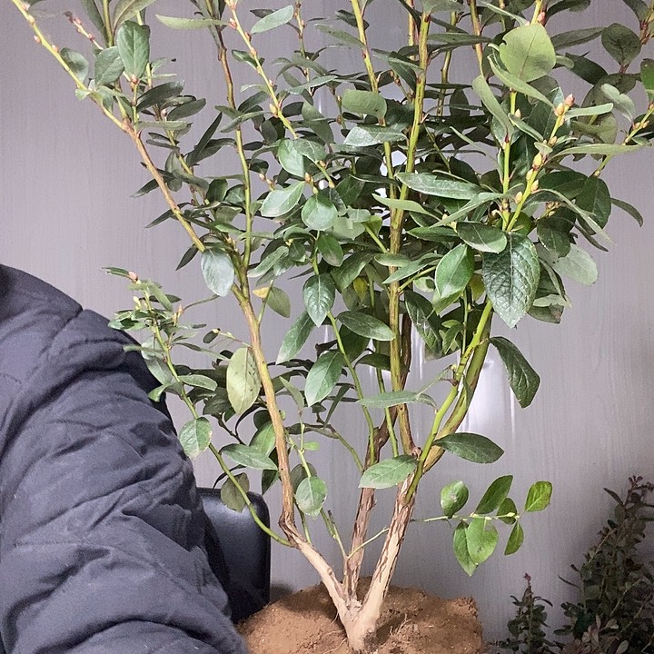 完全开放蓝莓苗带走了