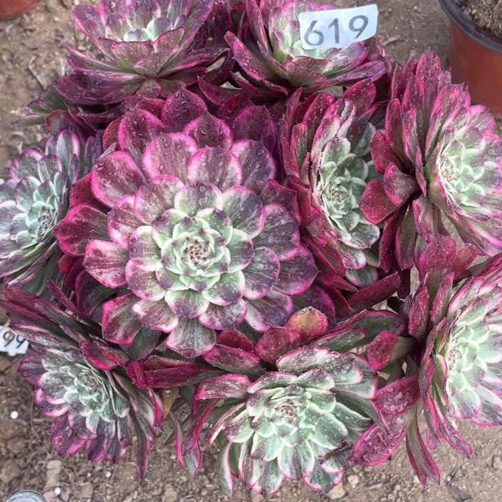 619多肉植物油彩画