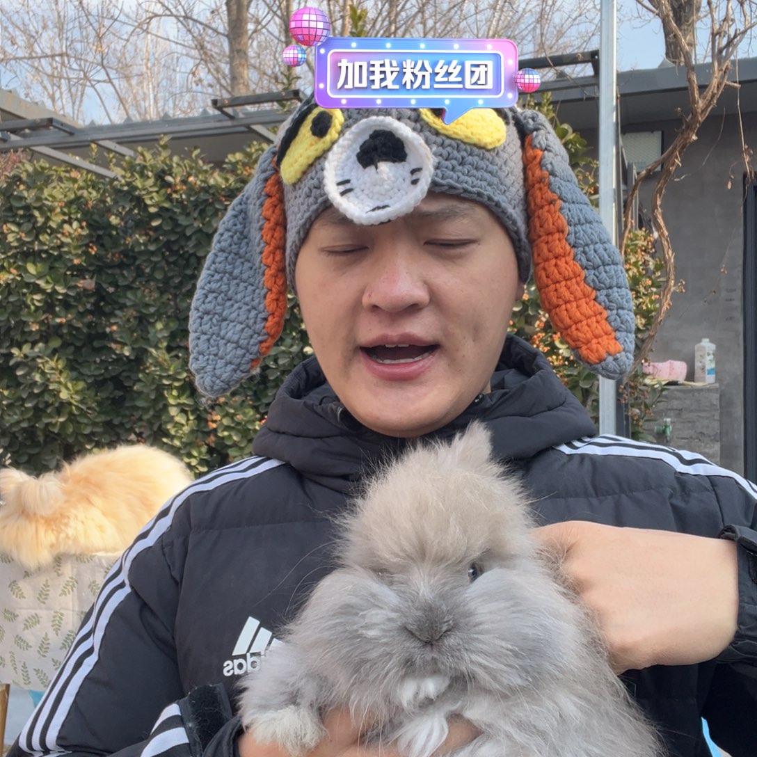 双血统英系安哥拉兔