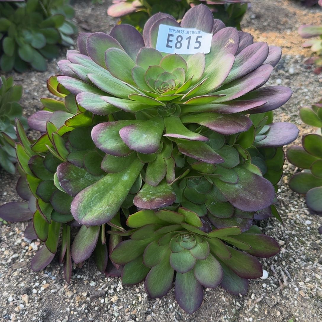 815雨荷多肉植物