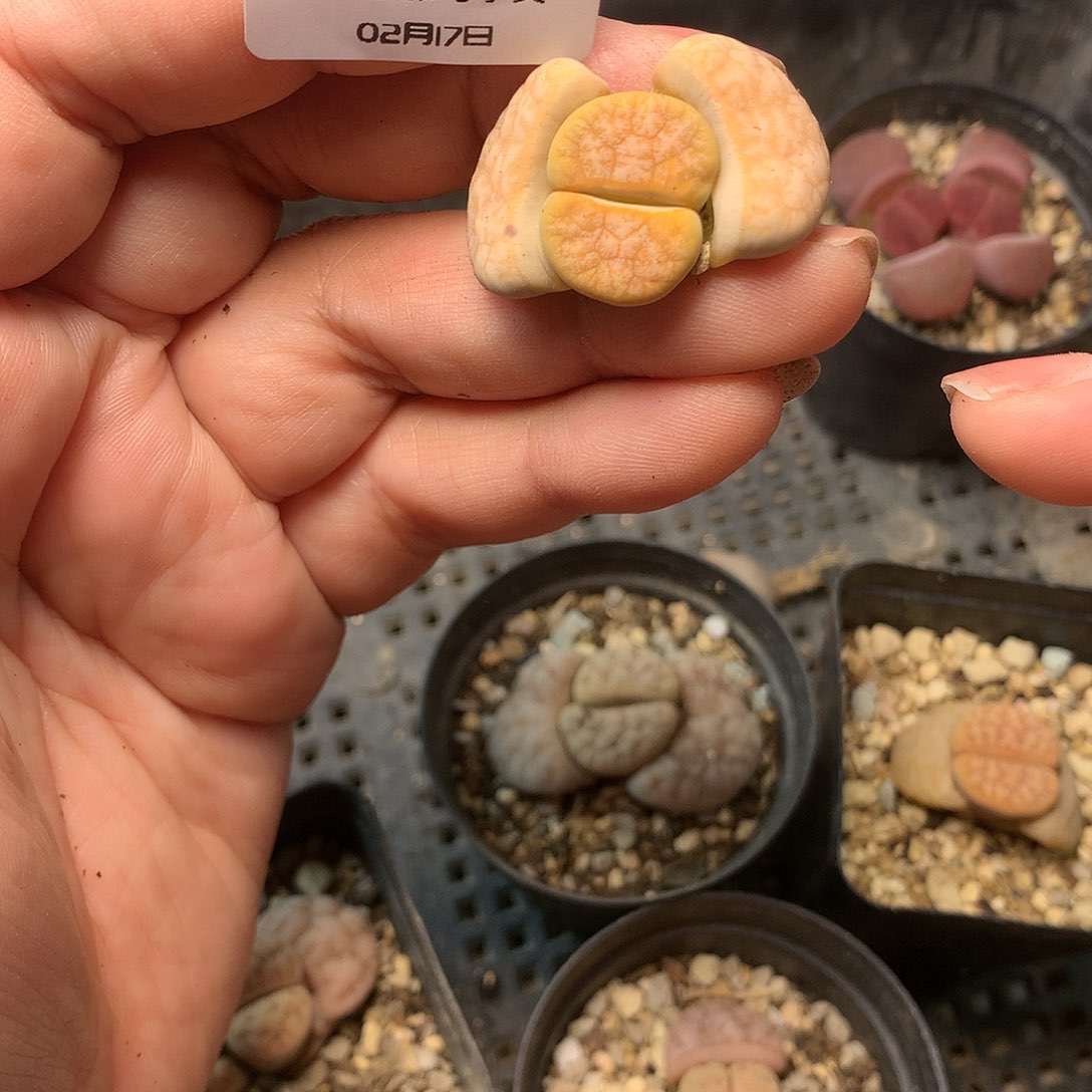 W165多肉植物保护研究所