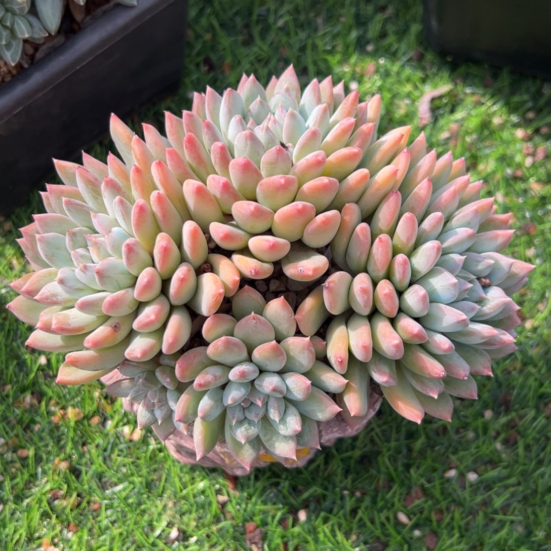 1028185 天使之翼美人群生