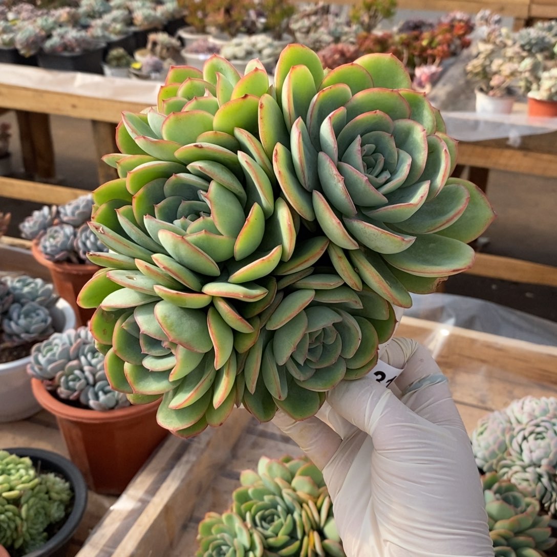 花***@316晨露多头一物一拍