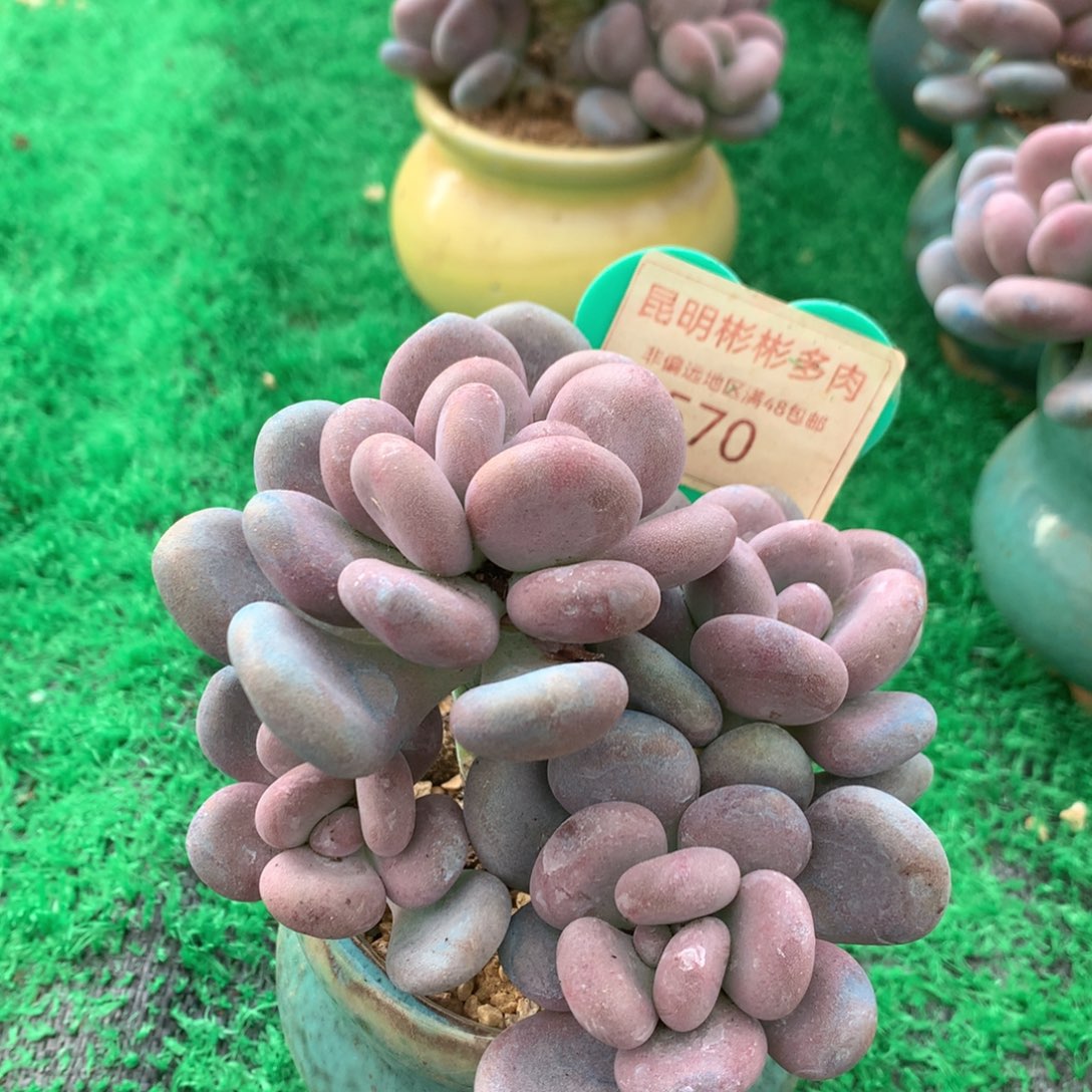 月美人老桩无砍570