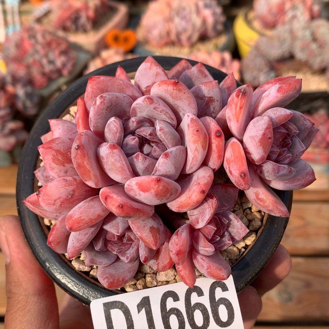 D1666逗号的多肉花园