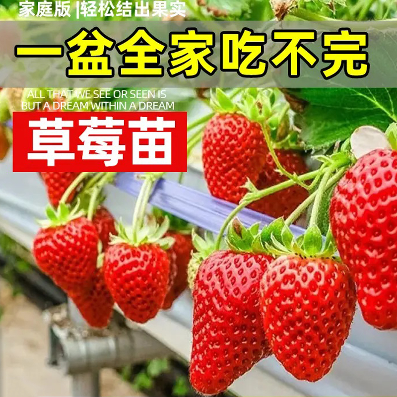 草莓盆栽奶油草莓苗红颜阳台庭院盆栽四季结果