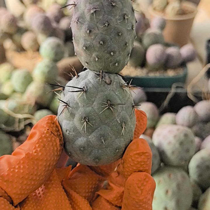 习志野仙人球直播