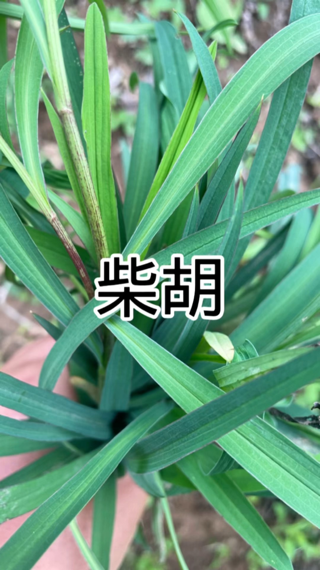 甘肃大山深处的野生黑柴胡