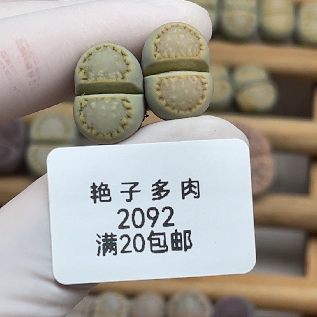 濹***几2092号一首两颗绿饼干