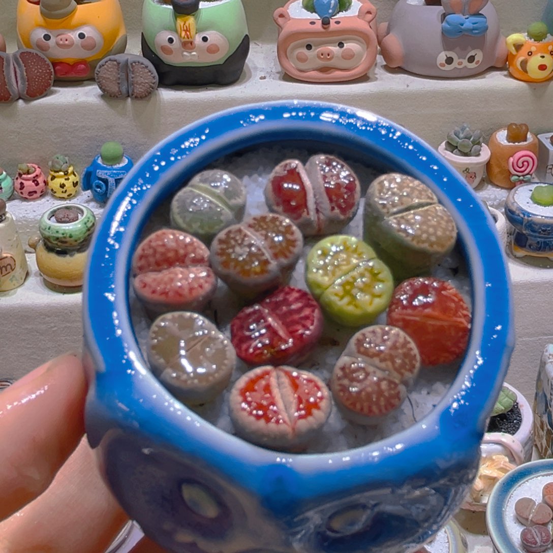 184高端多肉带盆带土