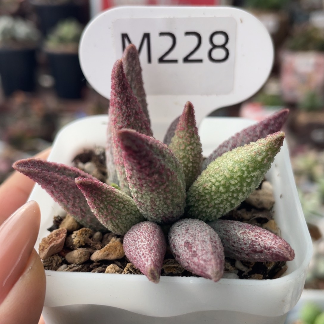     纯红哈默杂。  228。    