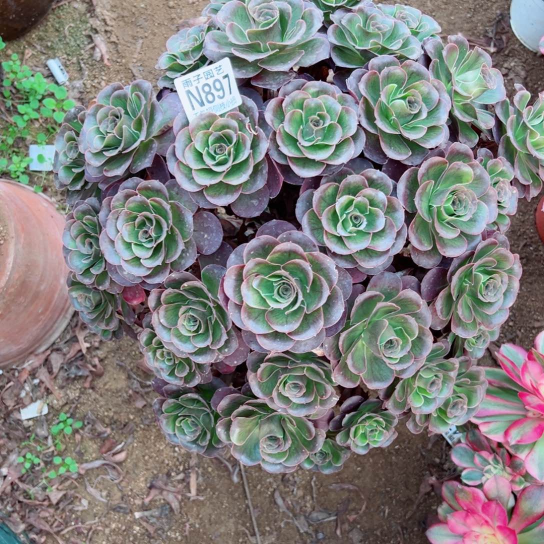 魅金玫瑰法师多肉897号