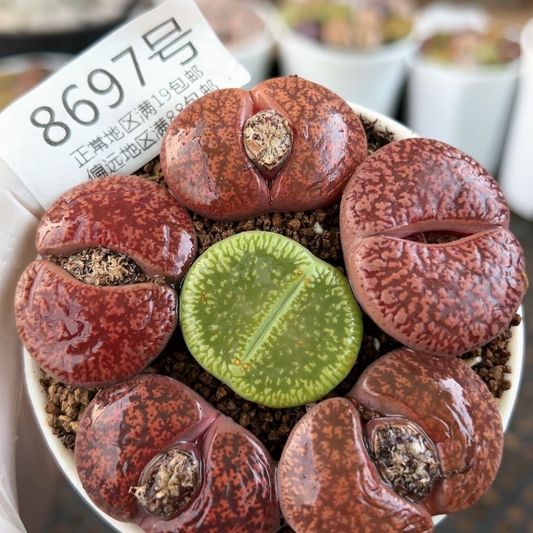 好养易活生石花大母本8697