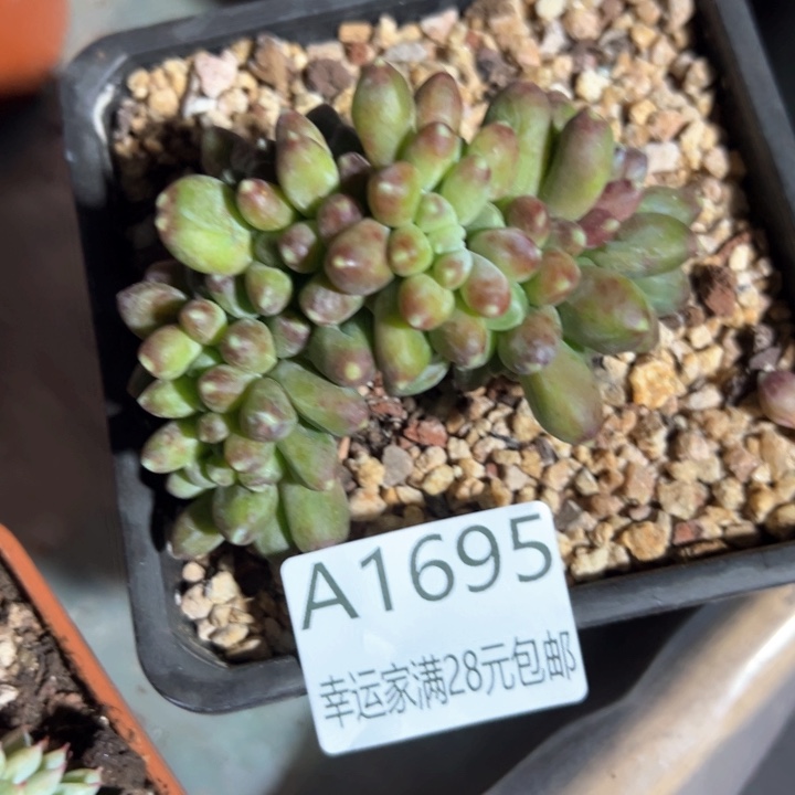 幸运的是我的朋友