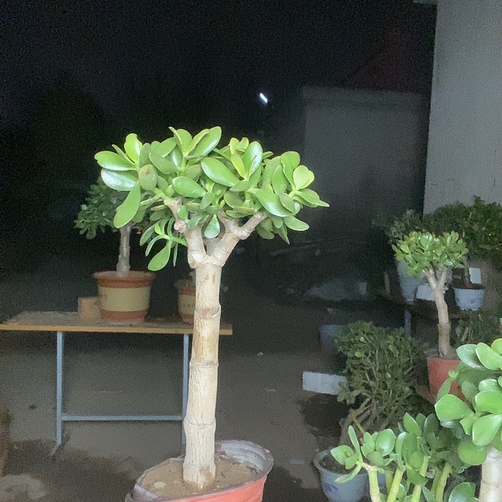 吉***龙黄金老桩一物一拍