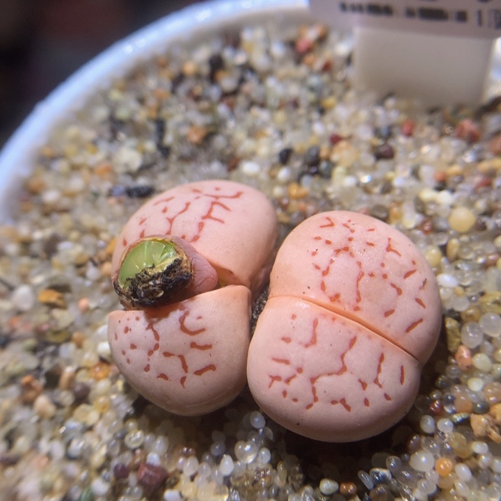 石头花多肉212.337