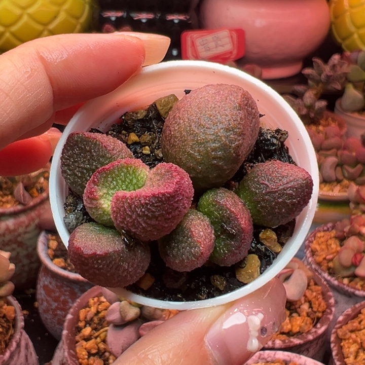        水蜜桃。     